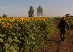 A Ukraine National Guard soldier waks in a sunflower field near a base in Slovyansk. Photo by Sergei L. Loiko Los Angeles